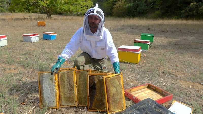 Beekeeper honey producer farmer Evia Dimitris Papapostolou credit Greek Reporter AP