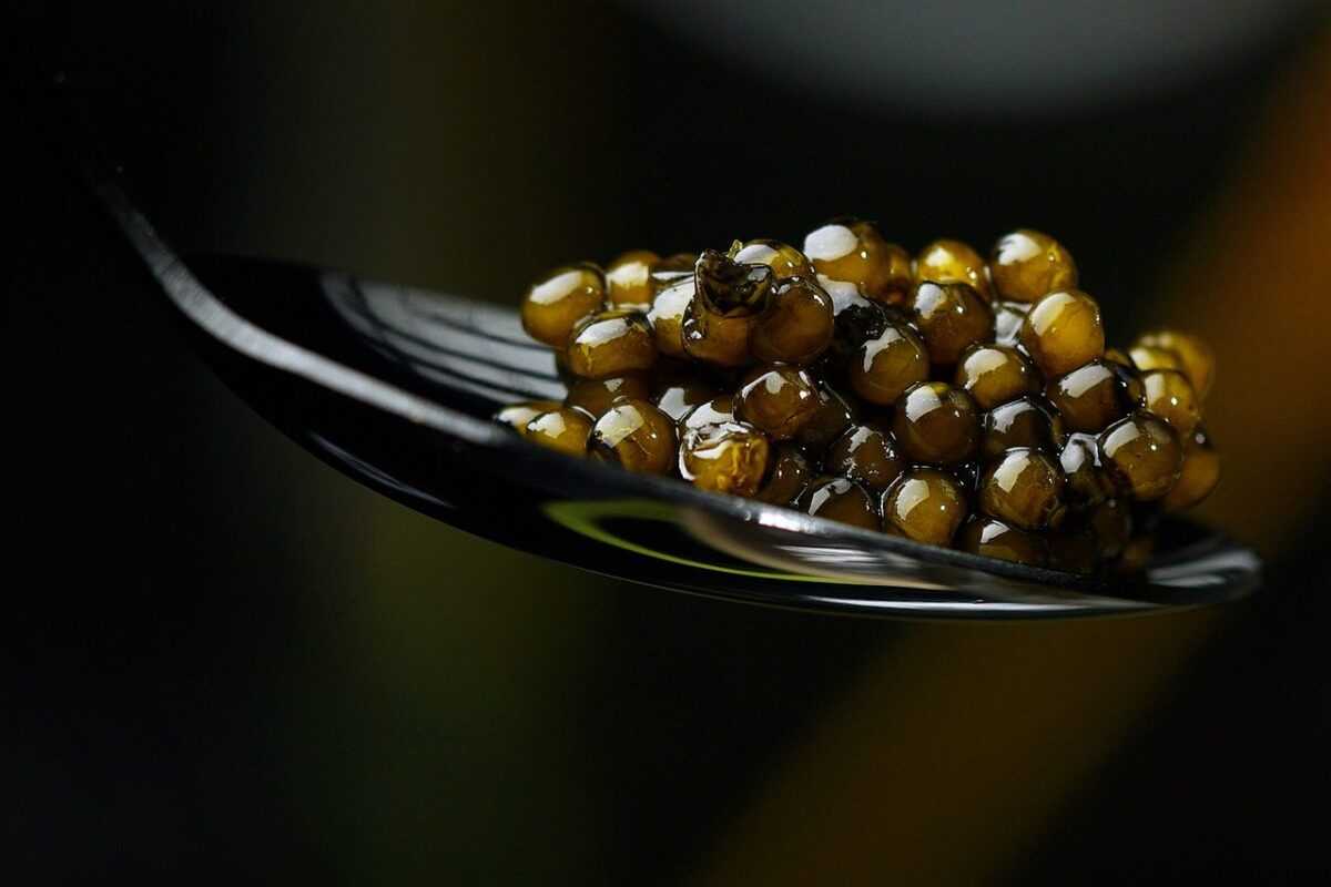 black caviar 7472596 1280