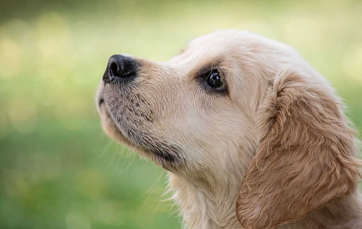 dog 4390885 1280