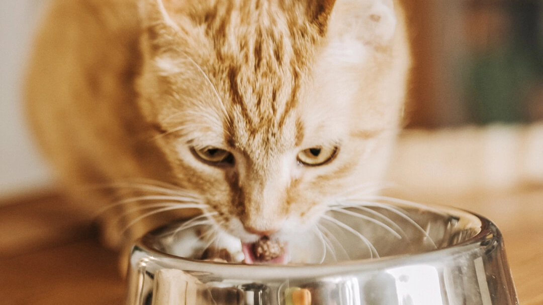 Feeding Your Adult CatTEASER