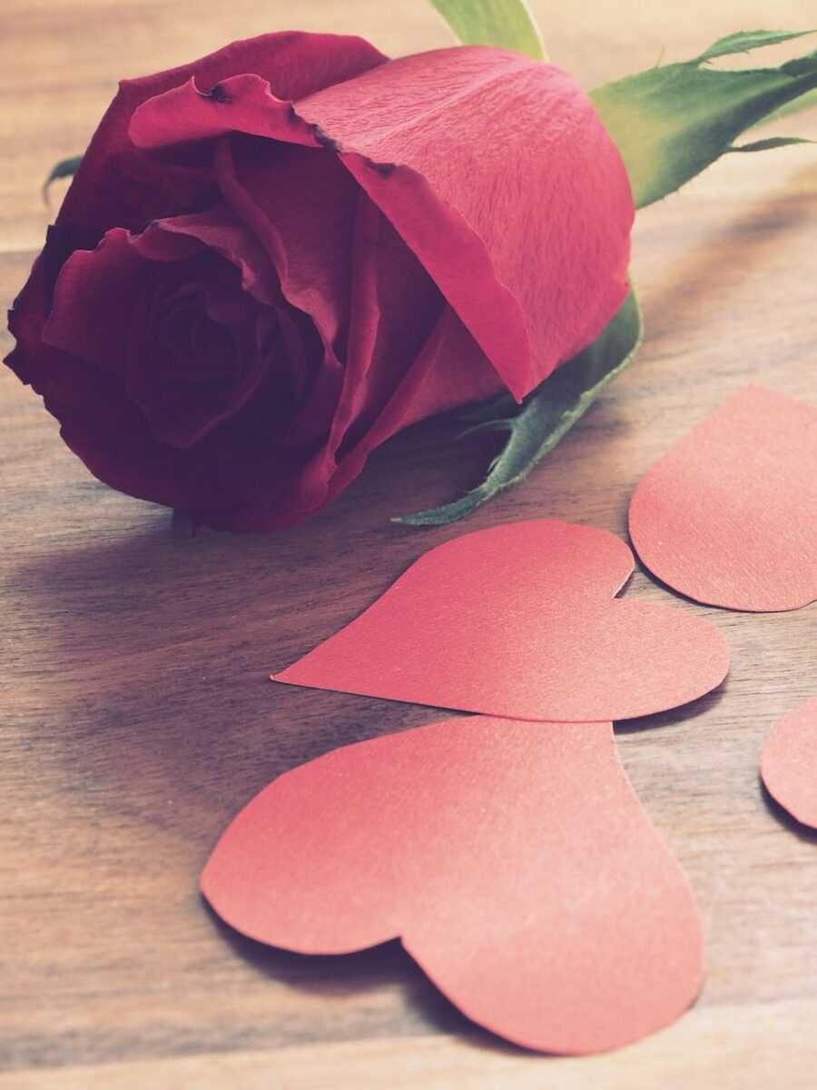 flower 3066377 1280