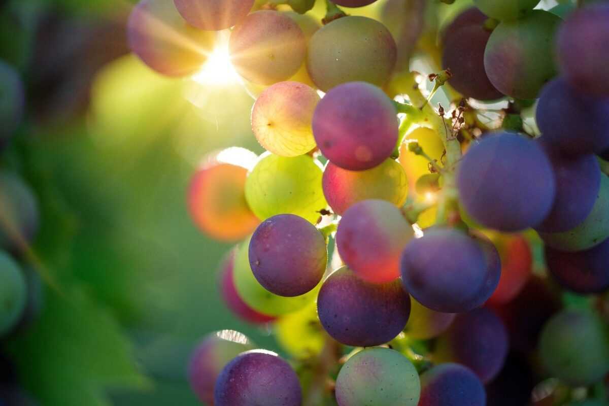 grapes 3550733 1280