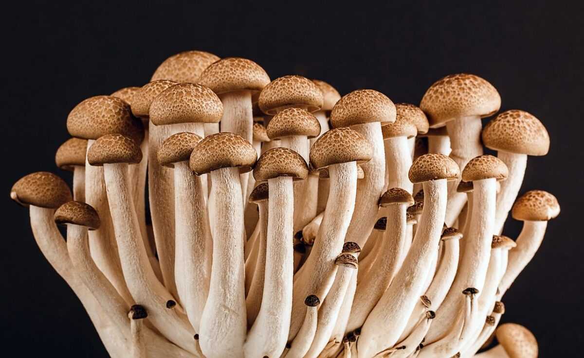 mushrooms 389421 1280