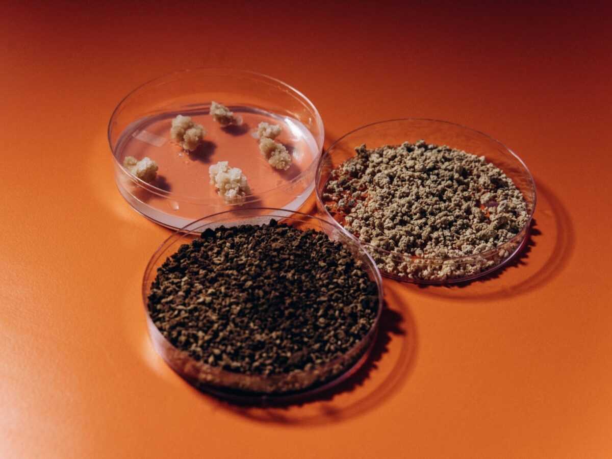 pluri cell based lab grown coffee climate change 1