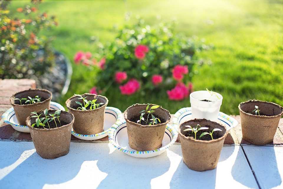 seedlings 2708679 960 720