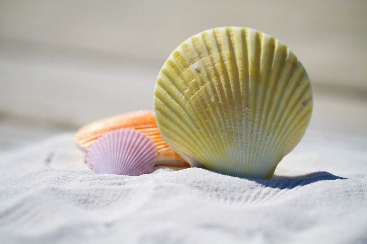 shells 792912 1280
