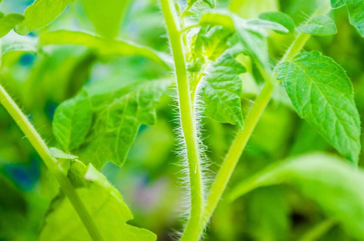 tomato plants 334393 1280