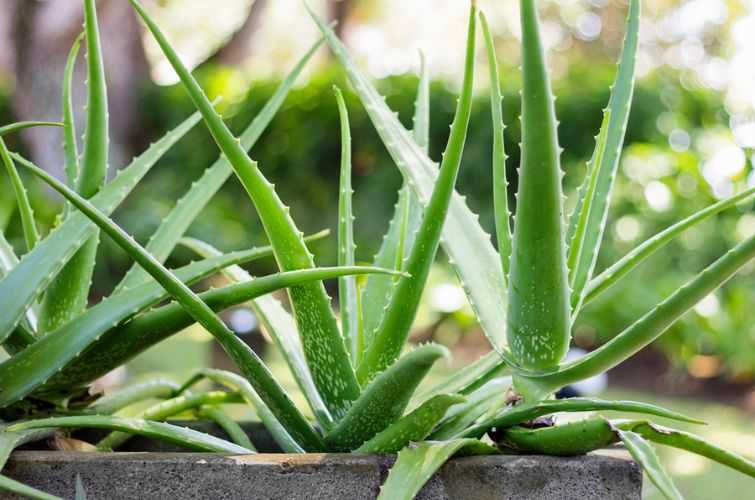 8133eb6 aloe vera 8133eb6 aloe vera