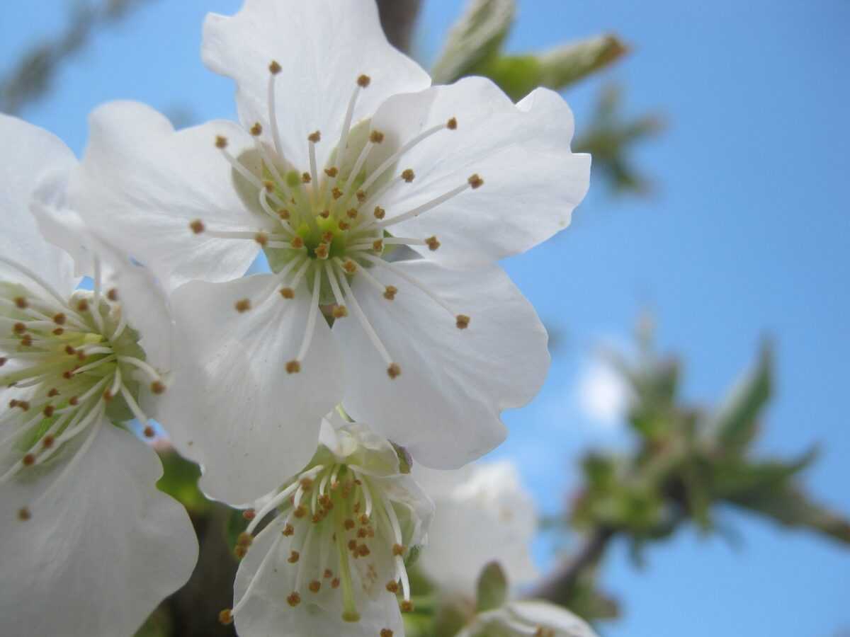 cherry blossom 97741 1280