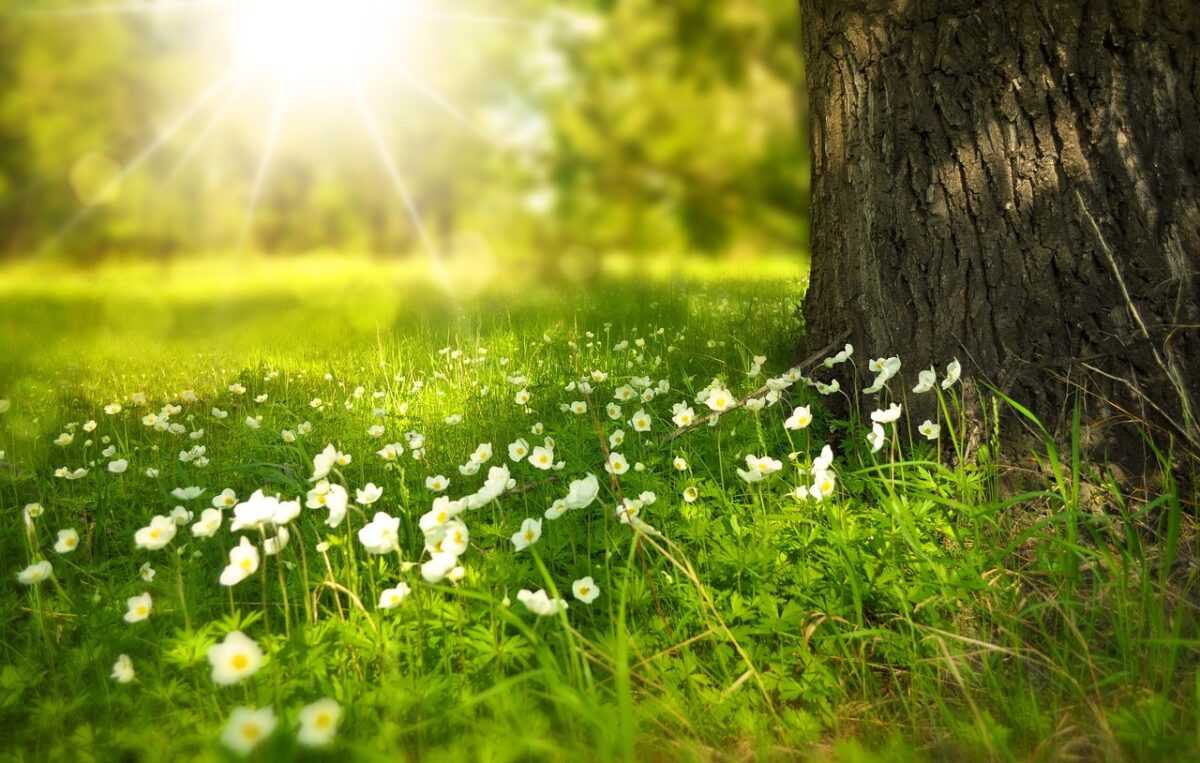 flowers 276014 1280
