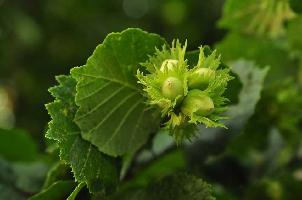 hazelnuts 4285540 960 720