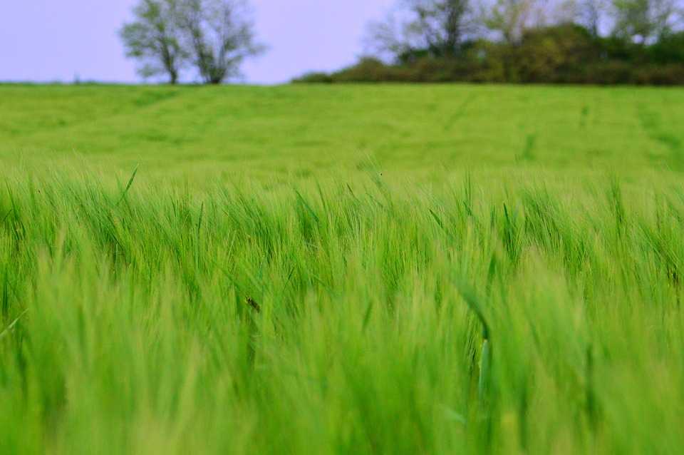lawn 3366561 960 720