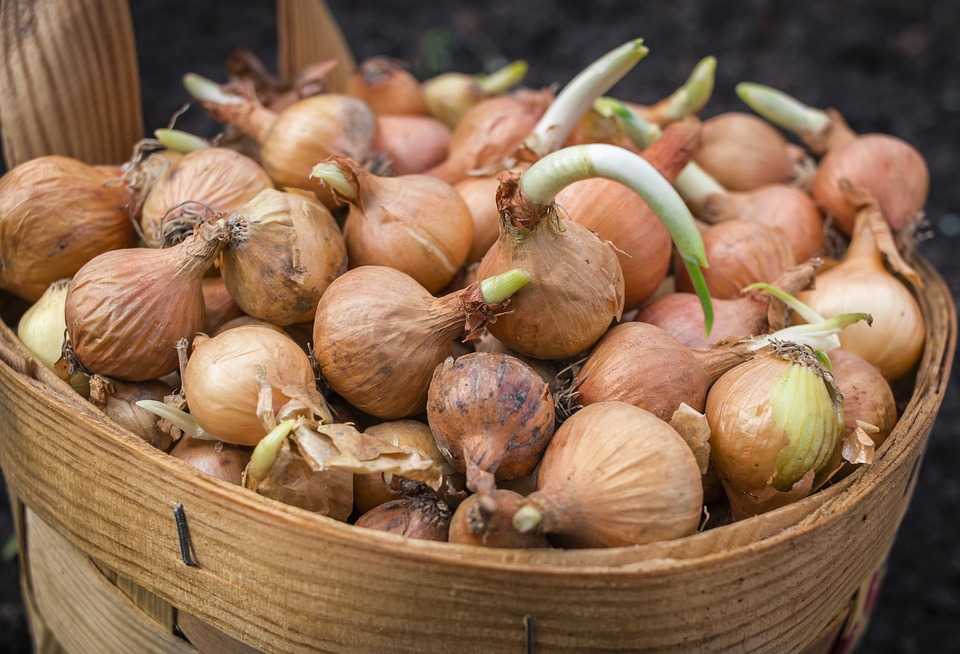 onions 1440189 960 720