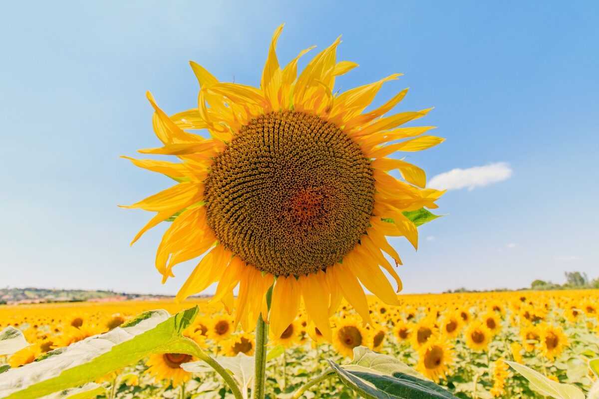 sunflower 1507956 1280