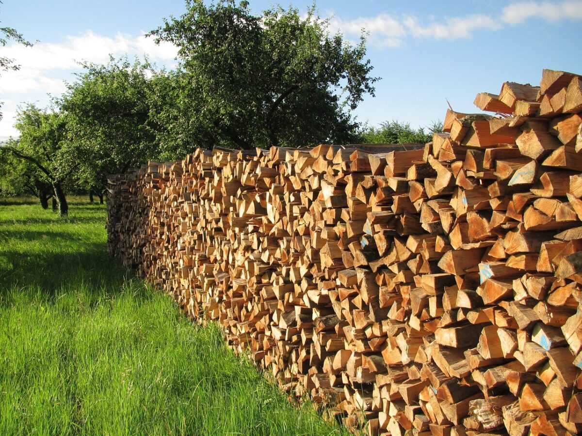 tree wood 140567 1280