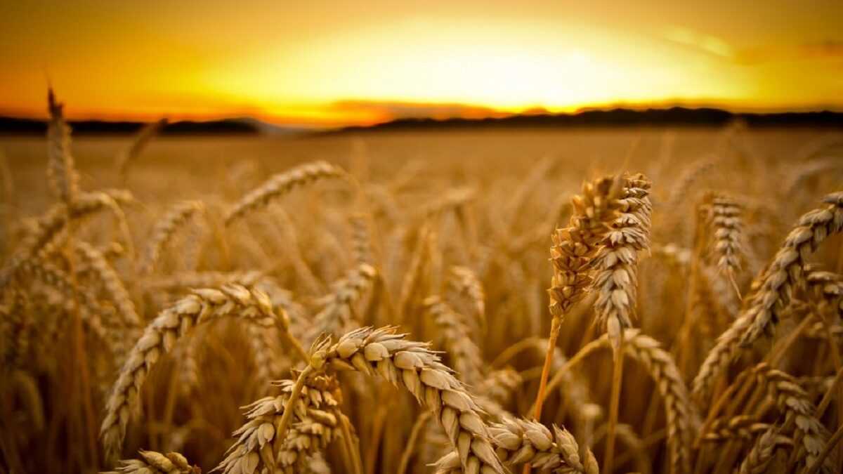 wheat 16 1200x675
