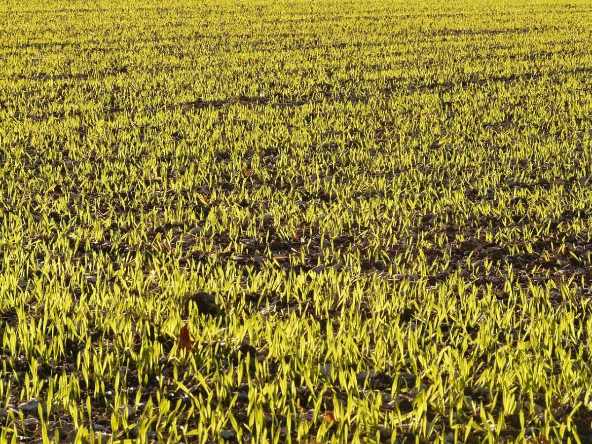 winter barley 10437 1280