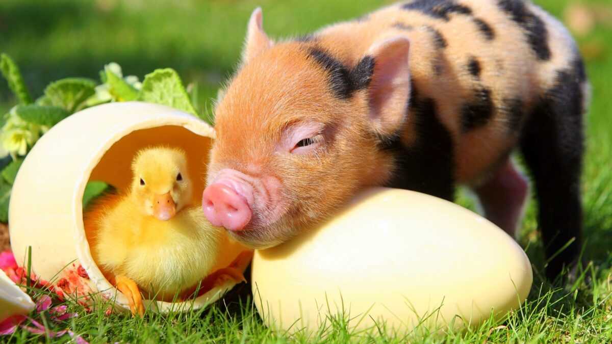 1681120953 animals pibig info p ptitsi i svini zhivotnie krasivo 6