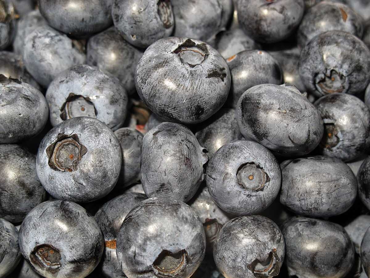 blueberry 2529799 1280