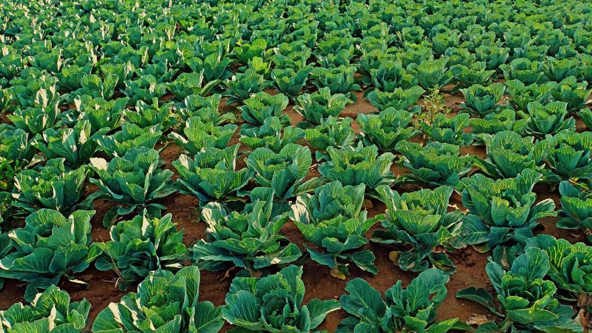 cabbage field 7306805 1280