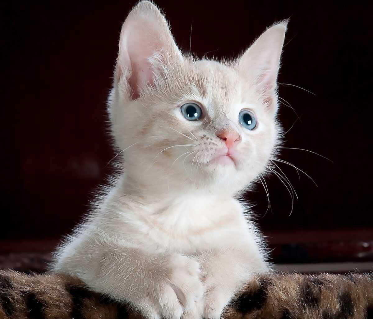 cat 551554 1280