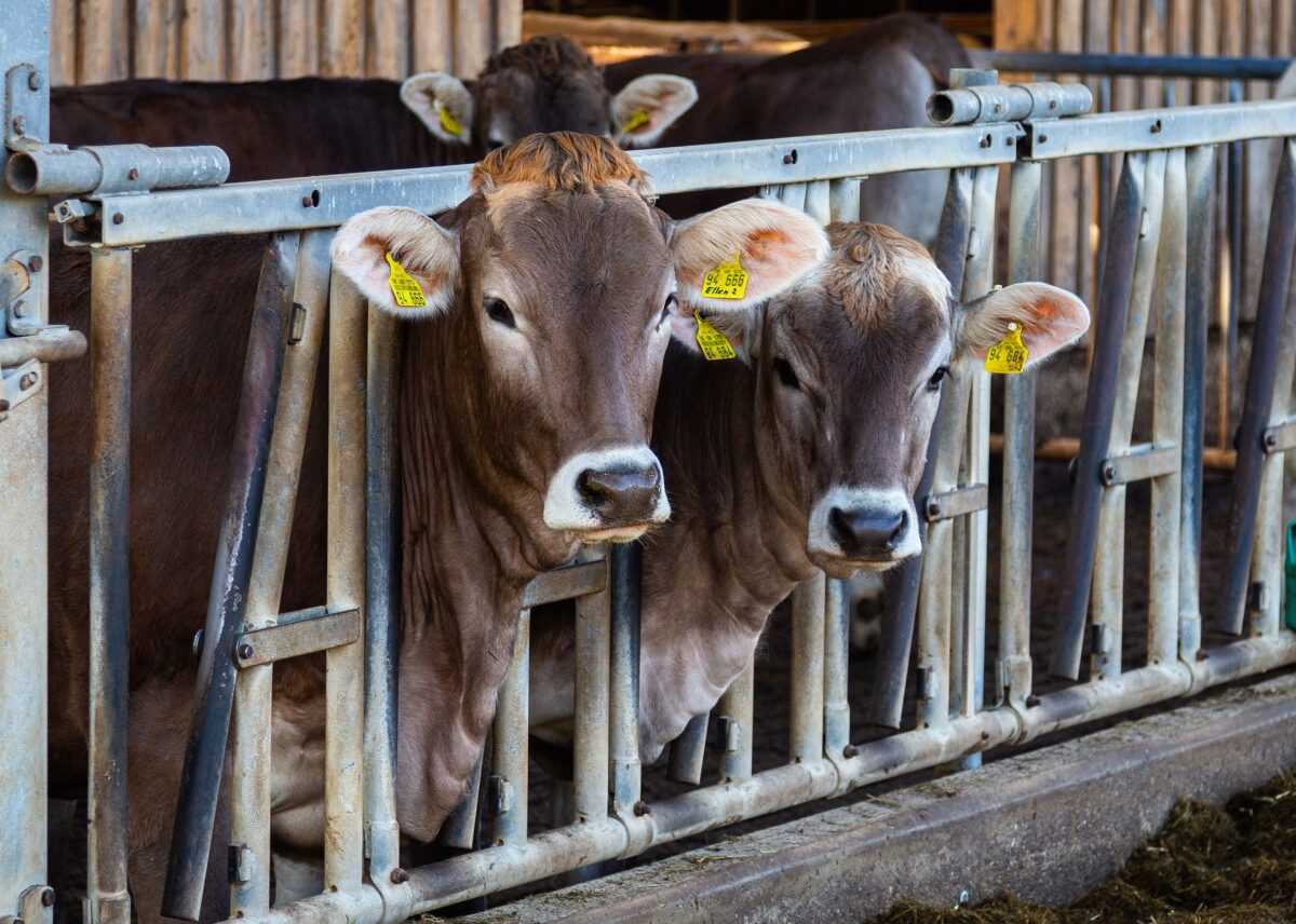 cow 4954371 1920