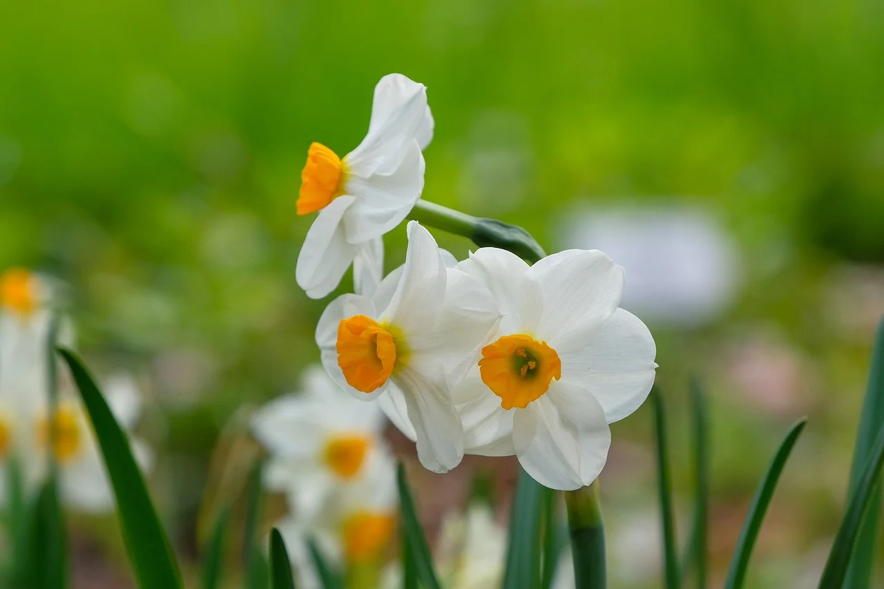 daffodils 8632544 1280