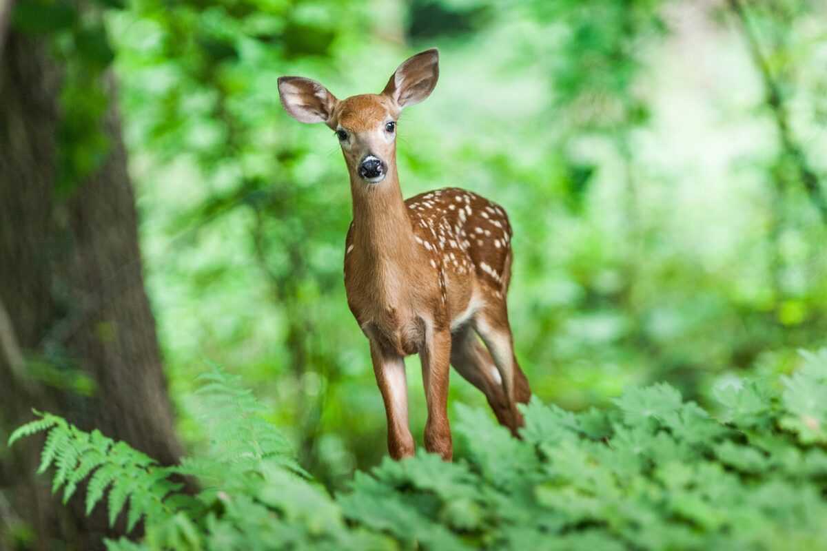 deer 1367217 1280