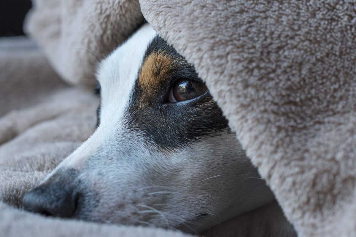 dog 5430987 1280