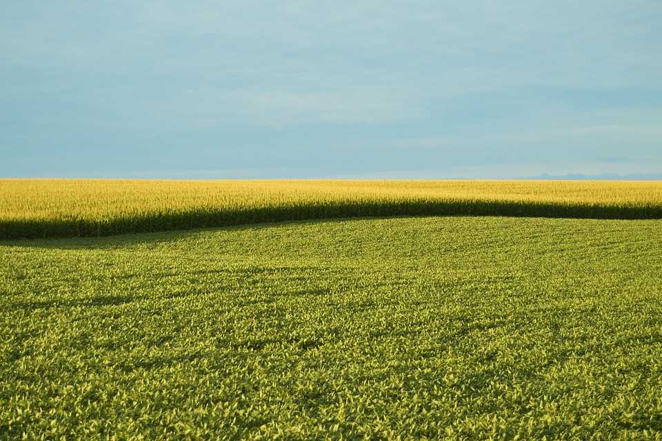 farm field 2642467 960 720