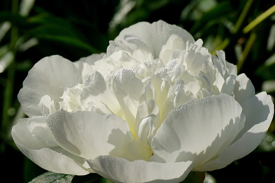 flower 8577961 960 720