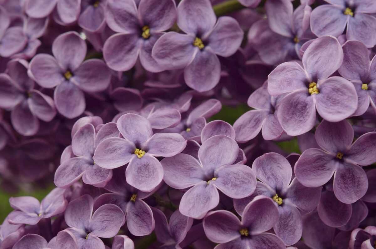 flowers 4158954 1280
