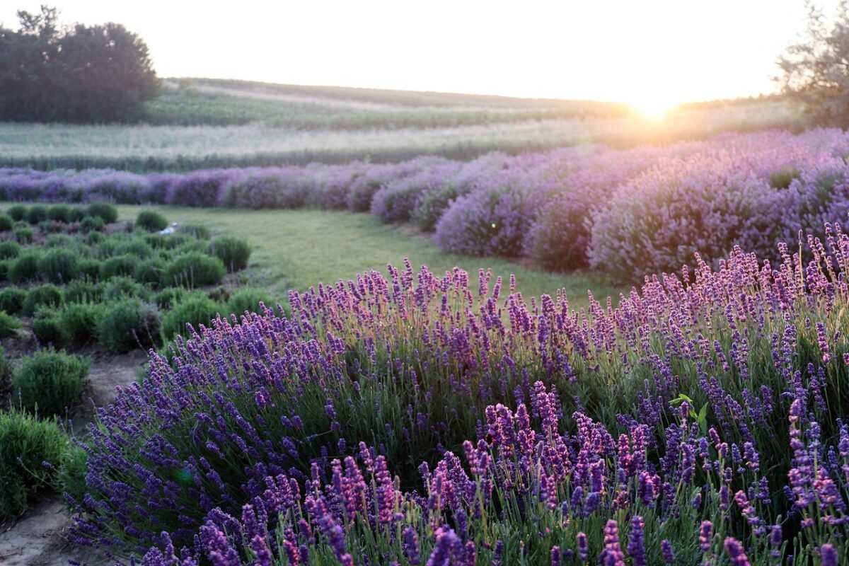 lavender 6398415 1280
