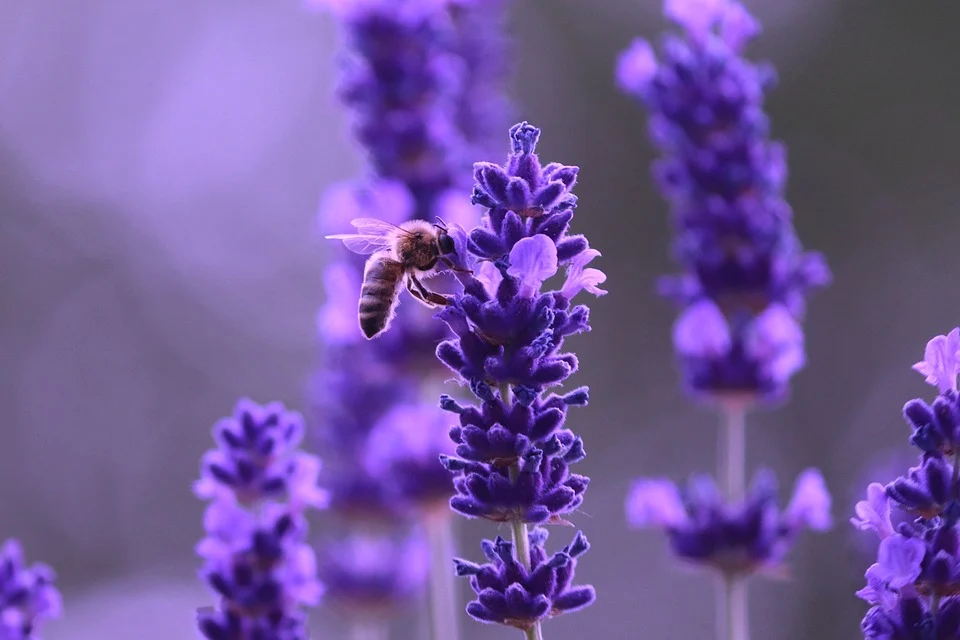 lavender 8075280 960 720