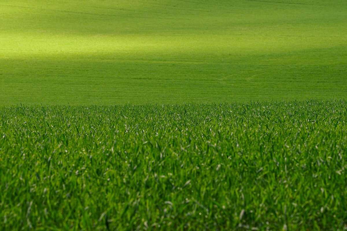 meadow 7152269 1280