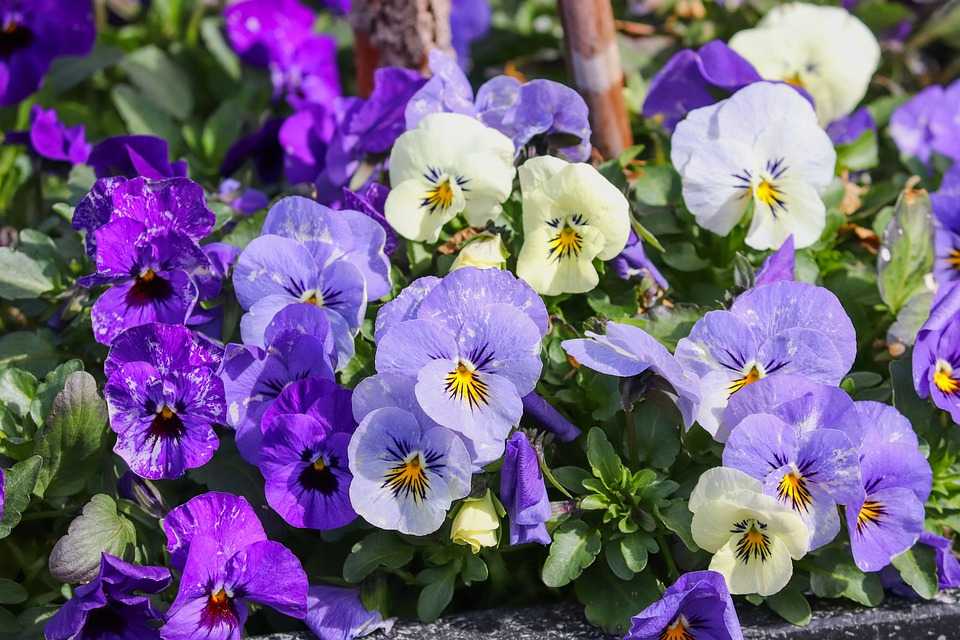 pansy 4074180 960 720