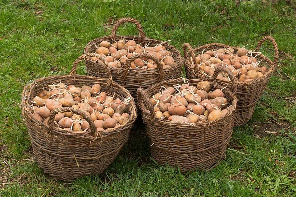potatoes 1326281 960 720