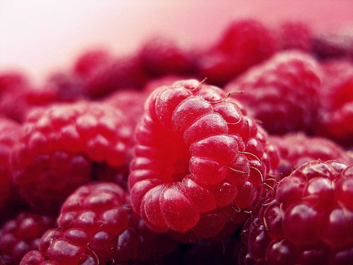raspberry 427390 1280