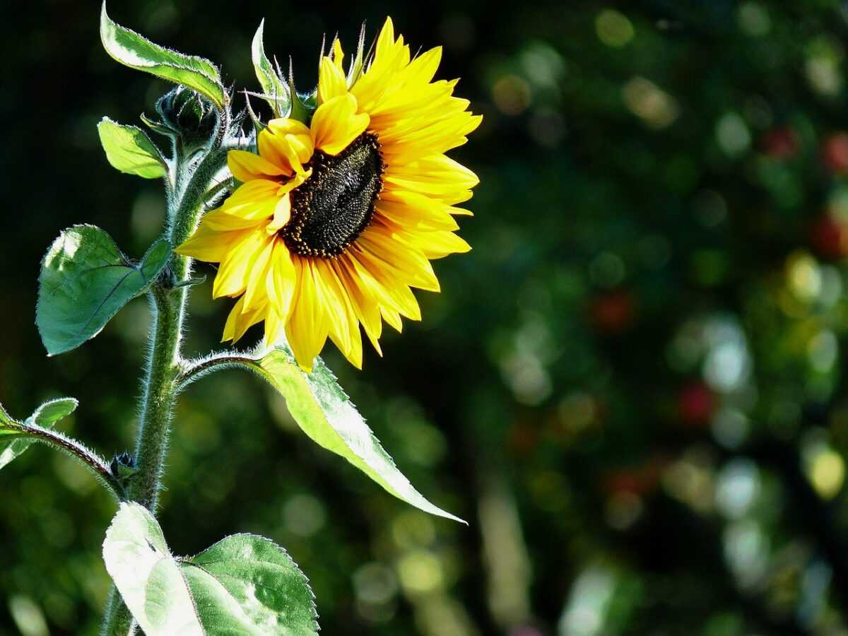 sun flower 1429208 1280