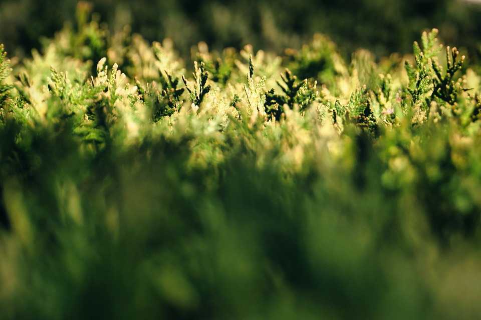 thuja 7729313 960 720