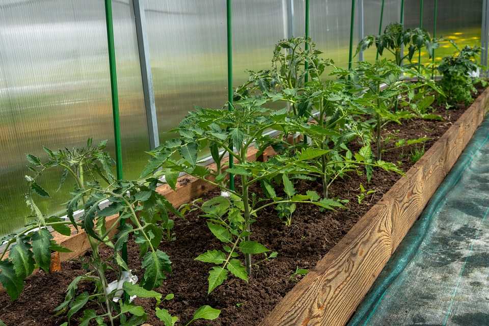 tomatoes 5268689 960 720