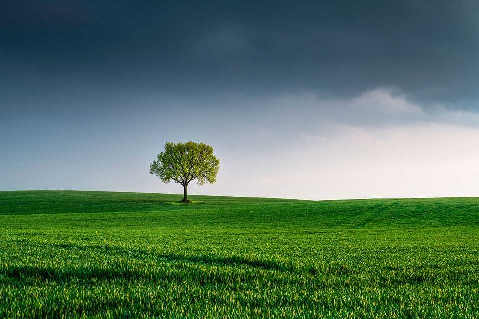 tree 6147402 960 720