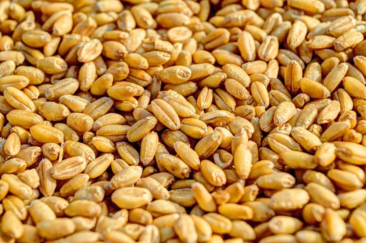 wheat 381848 1280