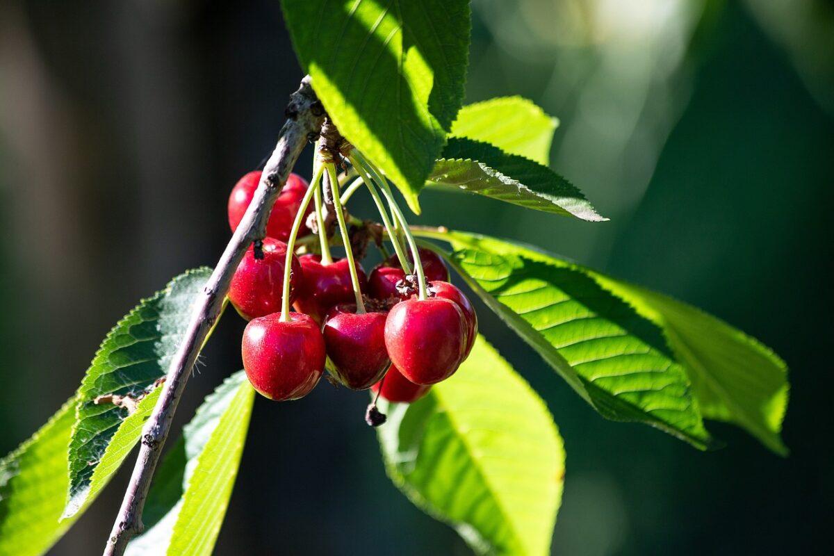 cherries 7420633 1280