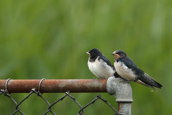 depositphotos 127260600 stock photo barn swallow birds