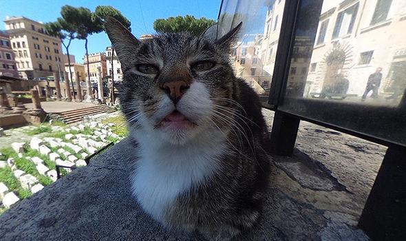 Google Maps Street View has captured a close up of a very confused and very cute cat 1423729