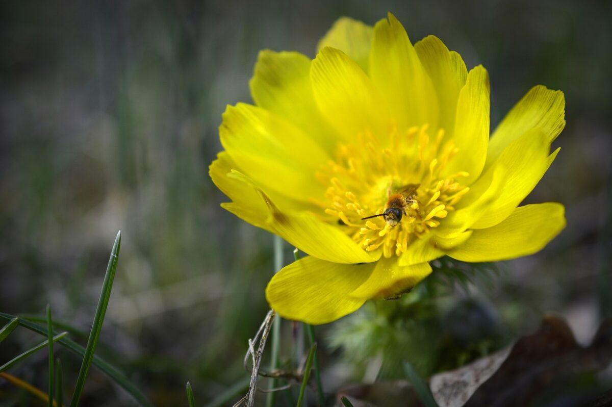 pheasants eye 4078148 1280
