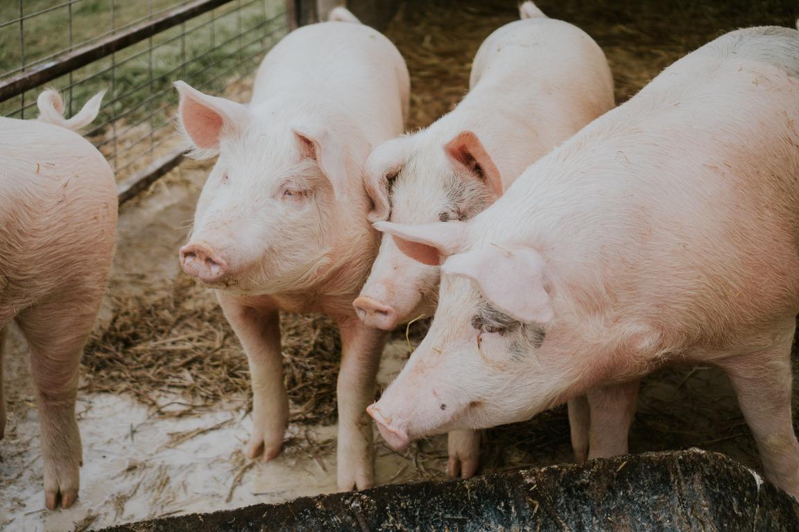 pig pigs