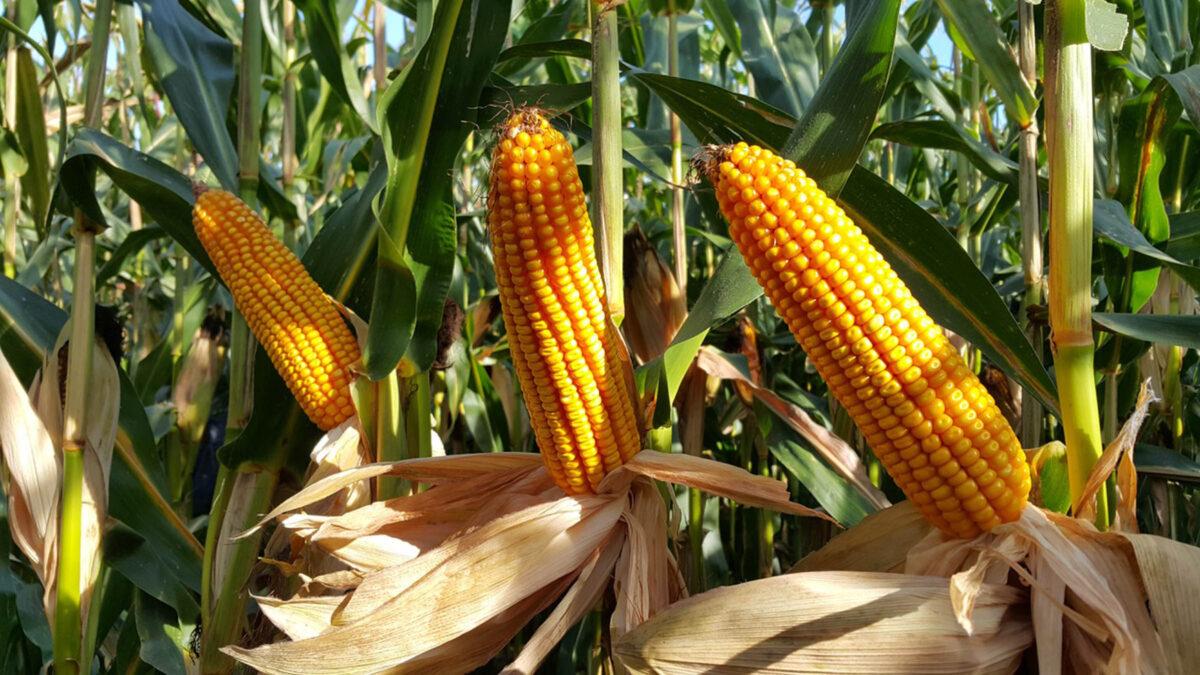 pr37n01 cortevaagriscience
