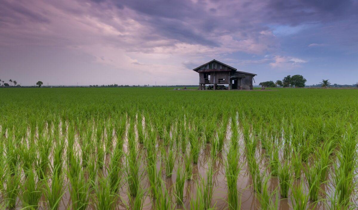 rice field 1866498 1280